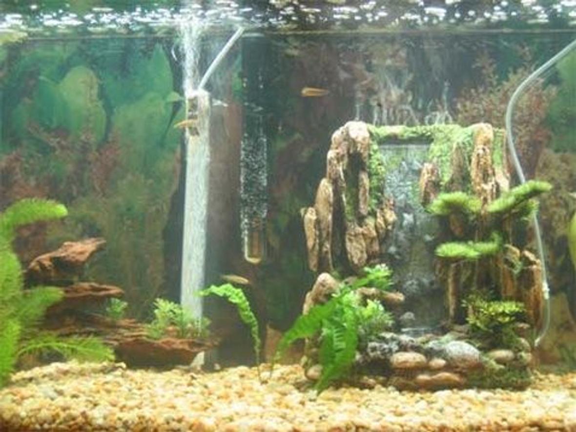 freshwater fish stocking in 30 gallons tank