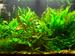 view more best photos of variety 71 gallons tank 