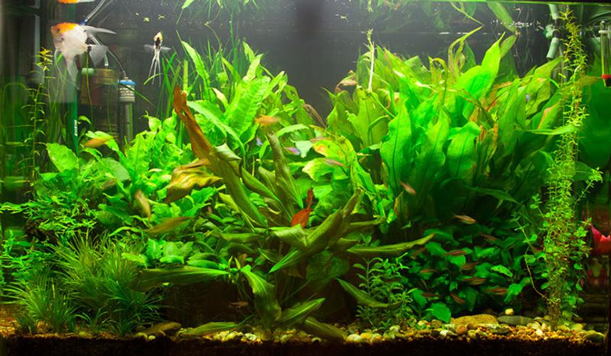 Rated #203: 71 Gallons Planted Tank - The tank a few months on...