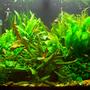 71 gallons planted tank (mostly live plants and fish) - The tank a few months on...