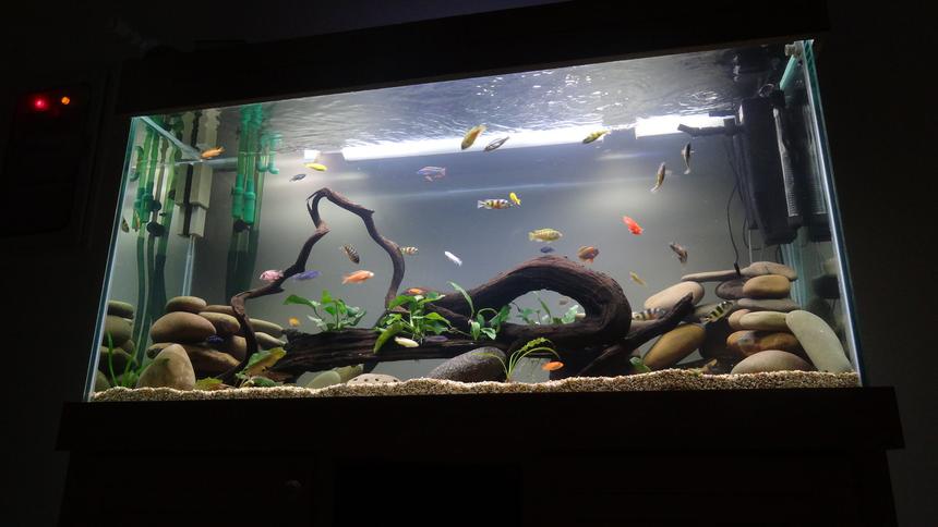 Rated #10: 209 Gallons Freshwater Fish Tank - new cichlid setup with live plants