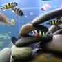 freshwater fish - astatotilapia latifasciata - zebra obliquidens stocking in 209 gallons tank - .
