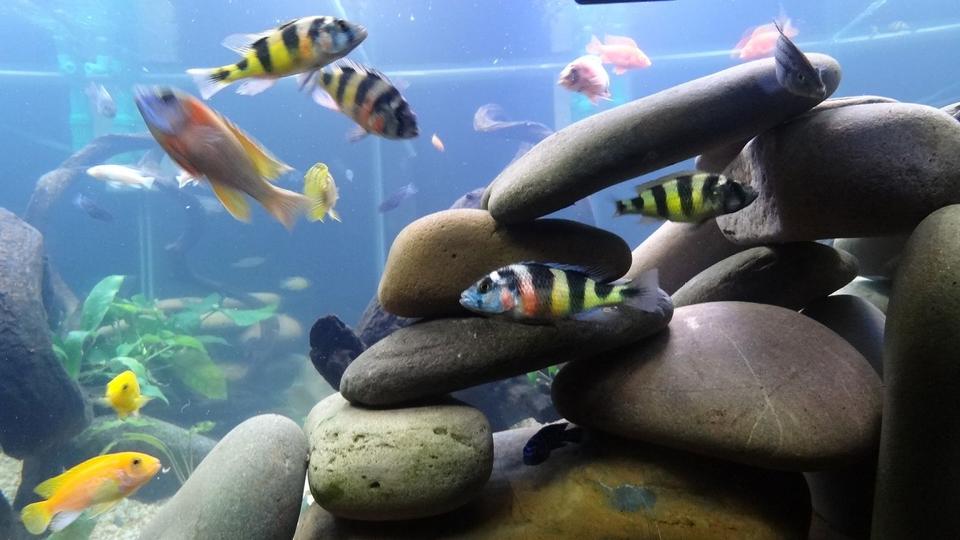 freshwater fish - astatotilapia latifasciata - zebra obliquidens stocking in 209 gallons tank - .