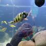 freshwater fish - astatotilapia latifasciata - zebra obliquidens stocking in 209 gallons tank - a