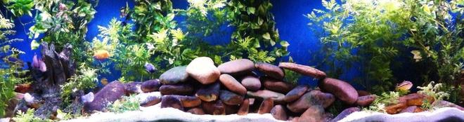 125 gallons freshwater fish tank (mostly fish and non-living decorations) - 125g