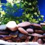 125 gallons freshwater fish tank (mostly fish and non-living decorations) - 125g