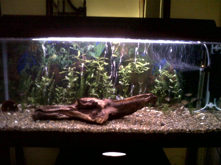 Rated #110: 25 Gallons Freshwater Fish Tank - My 3foot fish tank