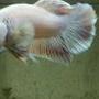 freshwater fish - betta splendens - betta stocking in 39 gallons tank - Roundtail White Betta
