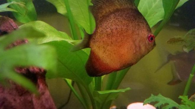 freshwater fish stocking in 39 gallons tank - Red Ceramic Discus