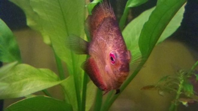 freshwater fish stocking in 39 gallons tank - Red Ceramic Discus