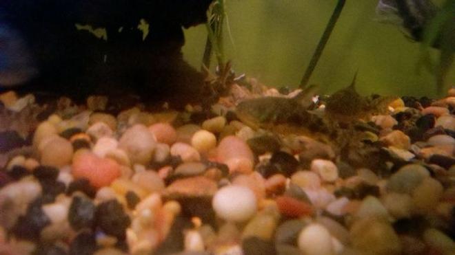 freshwater fish - corydoras paleatus - peppered cory cat stocking in 39 gallons tank - Peppered Cory Cat II & III