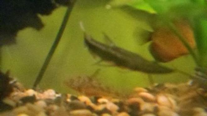 freshwater fish - pseudoplatystoma fasciatum - tiger shovelnose cat stocking in 39 gallons tank - Shovelnose