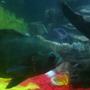 freshwater fish - astronotus ocellatus - oscar stocking in 23 gallons tank - my oscar, sorry for bad res.