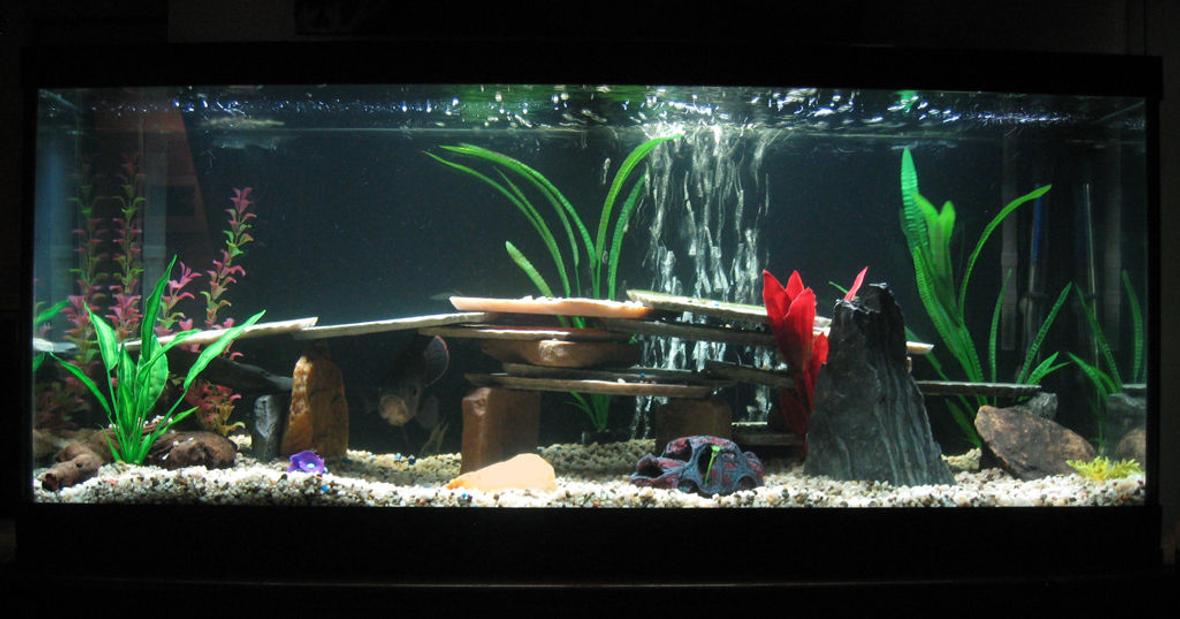75 gallons freshwater fish tank (mostly fish and non-living decorations) - 75 Gallon Freshwater Tank with 1 Tiger Oscar.