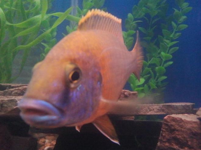 freshwater fish stocking in 75 gallons tank