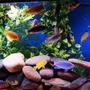 fish tank picture - 125
