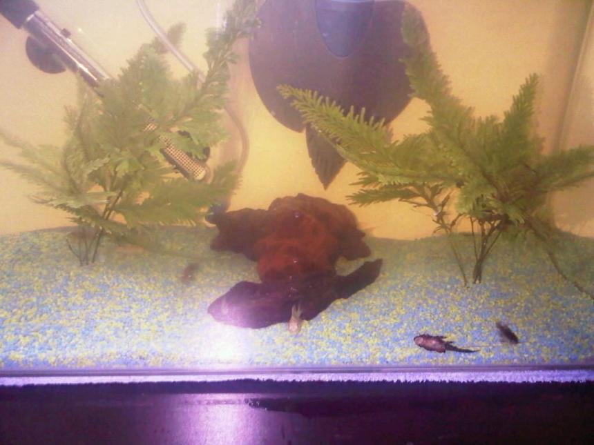 Rated #307: 20 Gallons Freshwater Fish Tank - here is my aquarium with a few of the residents which have now all been moved to a new bigger aquarium keeping the same set up