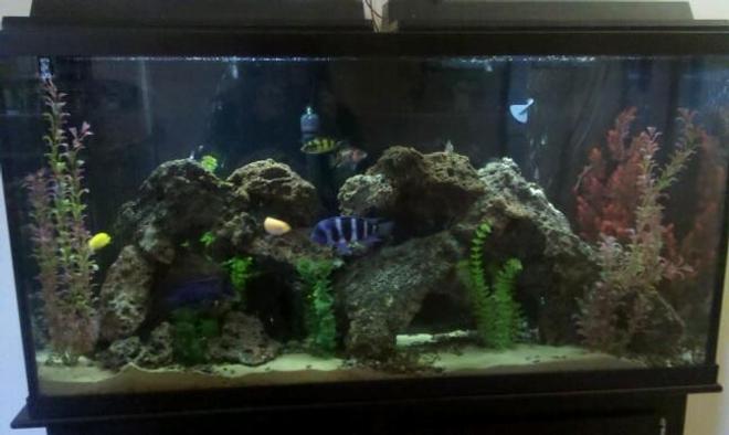 60 gallons freshwater fish tank (mostly fish and non-living decorations) - My tank