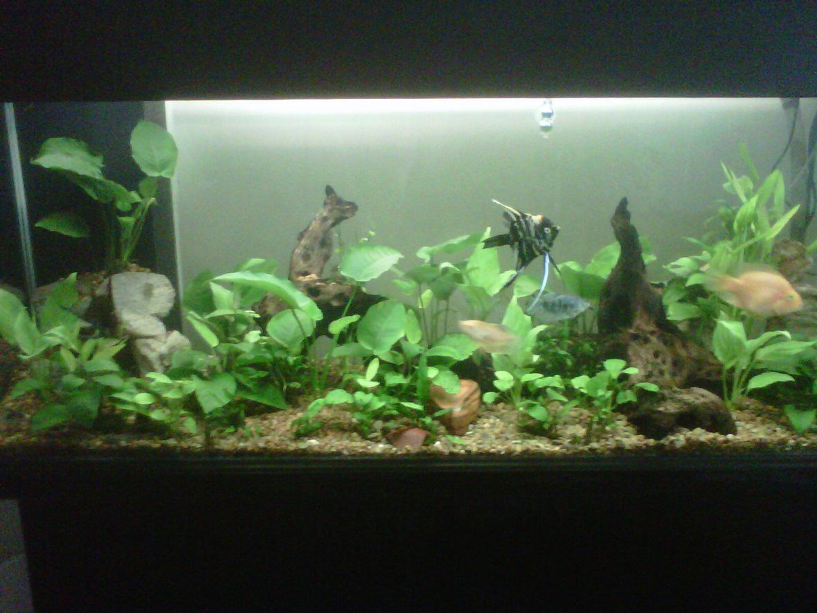 150 gallons planted tank (mostly live plants and fish) - Planted tank