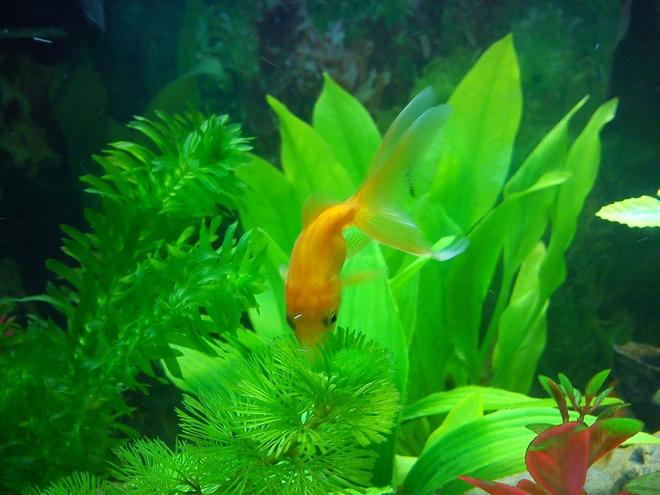 freshwater fish - carassius auratus - fantail goldfish stocking in 40 gallons tank - Young Orange and White Tip Fantail!