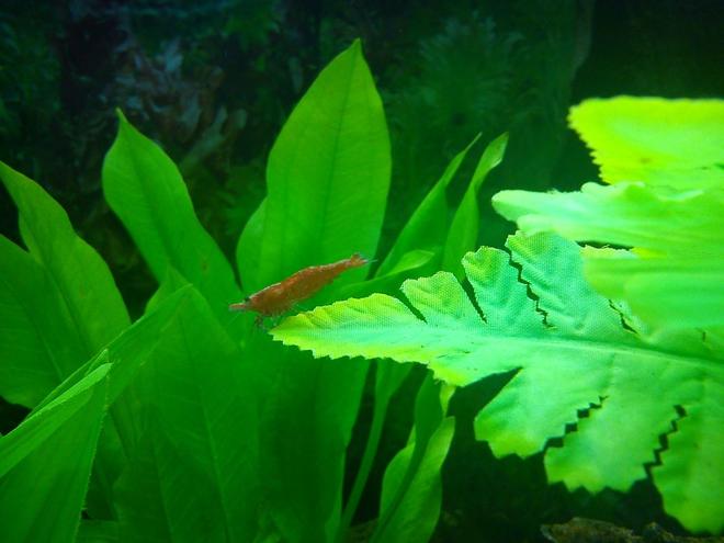 corals inverts - neocaridina denticulata sinensis - red cherry shrimp stocking in 40 gallons tank - Red Shrimp!