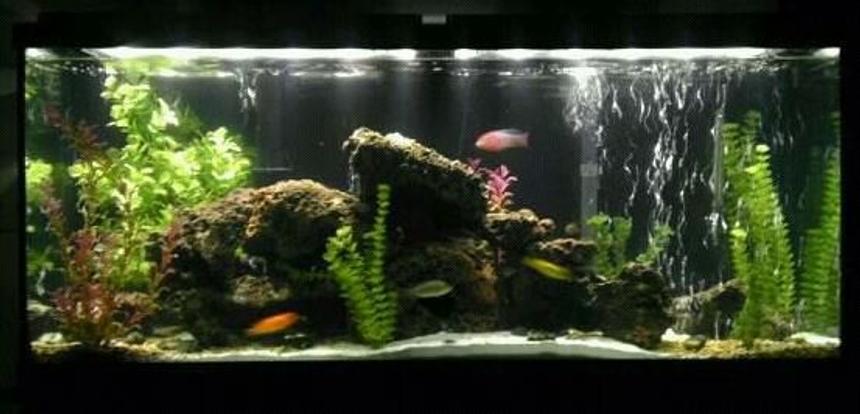 Rated #28: 55 Gallons Freshwater Fish Tank - My Tank....