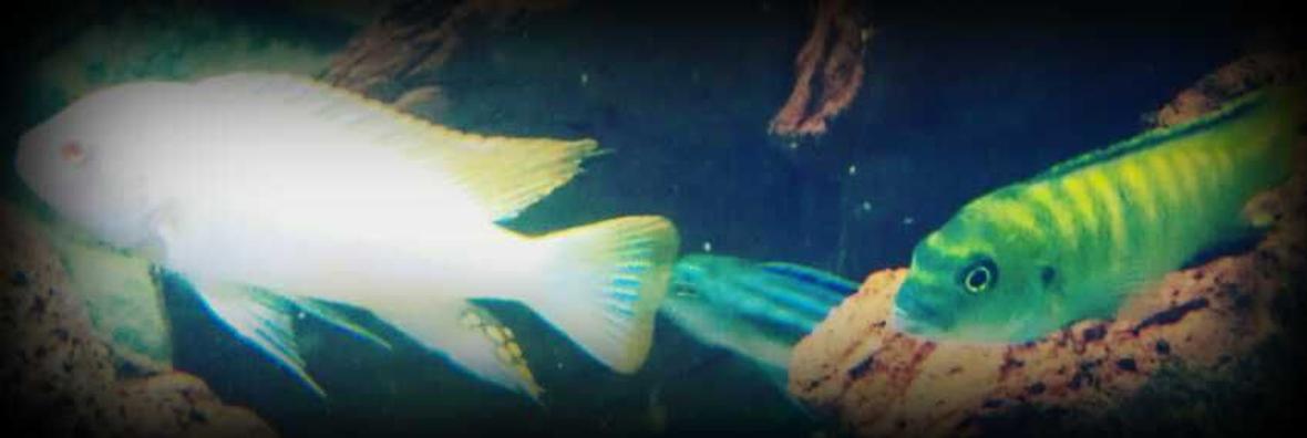 freshwater fish - pseudotropheus flavus - dinghani stocking in 70 gallons tank - My Pseudotropheus flavus and Pseudotropheus zebra.