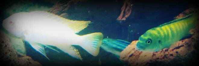 freshwater fish - pseudotropheus flavus - dinghani stocking in 70 gallons tank - My Pseudotropheus flavus and Pseudotropheus zebra.