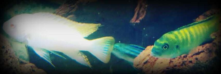 Rated #69: Freshwater Fish - Pseudotropheus Flavus - Dinghani Stocking In 70 Gallons Tank - My Pseudotropheus flavus and Pseudotropheus zebra.