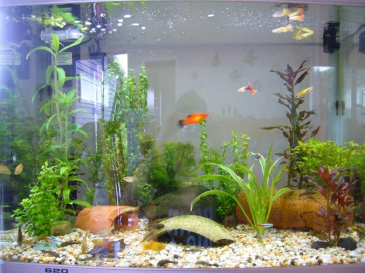 30 gallons planted tank (mostly live plants and fish) - 90L Aqua One AR620 Home to: A Brown Bristlenose Pair, Kribensis Pair, 6x Neon Tetras, 6x Platties, 8x Guppies