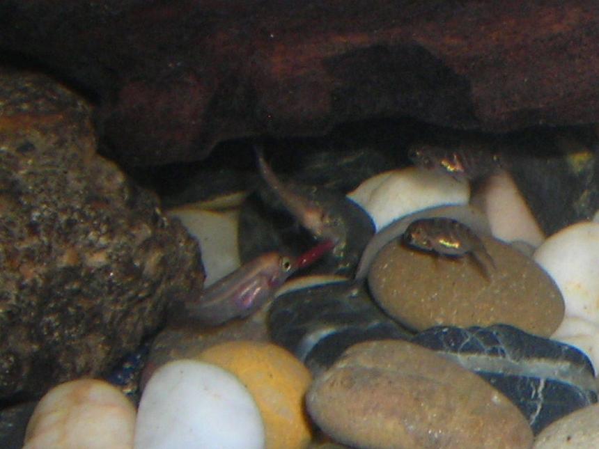 Rated #301: 80 Gallons Freshwater Fish Tank - baby convicts eating blood worms (they dont like to share)
