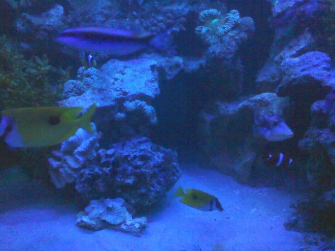 125 gallons saltwater fish tank (mostly fish, little/no live coral) - quiet time