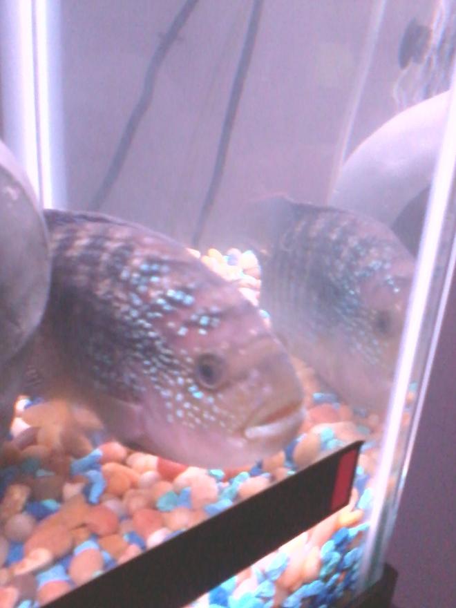 freshwater fish - nandopsis octofasciatum - jack dempsey stocking in 55 gallons tank - close up