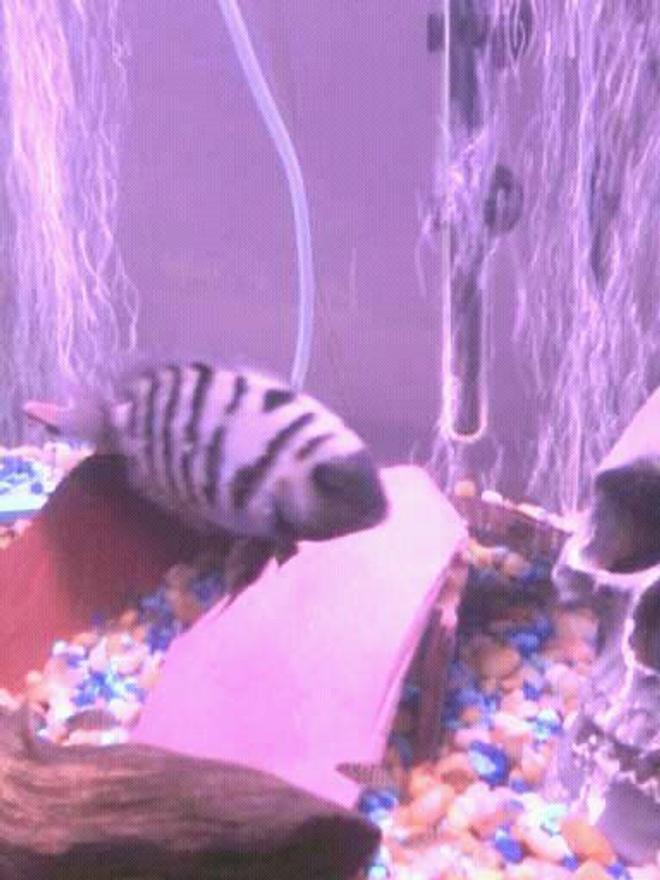 freshwater fish - archocentrus nigrofasciatus - black convict cichlid stocking in 55 gallons tank - convick and fry