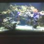 125 gallons reef tank (mostly live coral and fish) - everybody hanging out