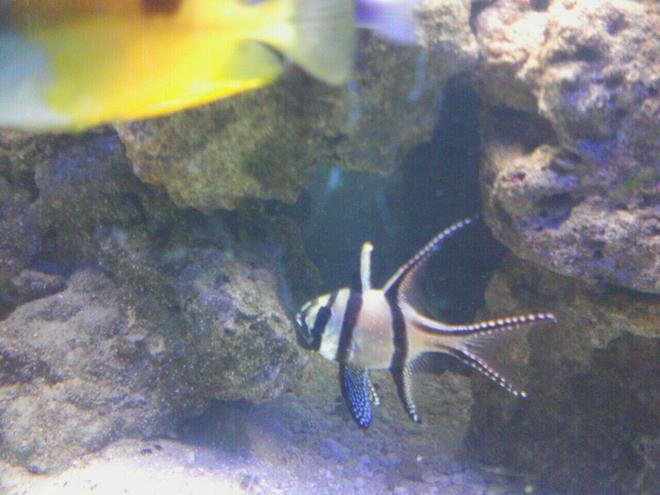 saltwater fish - pterapogon kauderni - kaudern's cardinal stocking in 125 gallons tank - Micheal Meyers