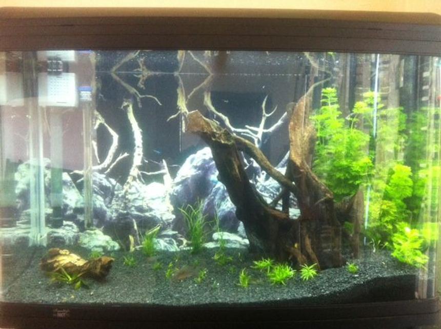 Rated #145: 65 Gallons Planted Tank - Aqua One 980T

Trying to replicate a South American Clearwater stream!! Help wanted :)