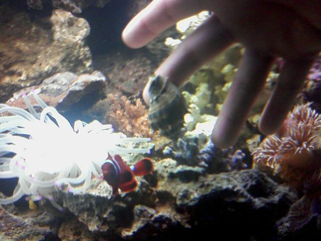 corals inverts - condylactis gigantea - condy anemone stocking in 125 gallons tank - hellboy stalking me