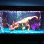 40 gallons freshwater fish tank (mostly fish and non-living decorations) - just put coralife day night fixture