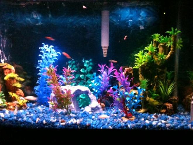 30 gallons freshwater fish tank (mostly fish and non-living decorations) - My first tank, a 30 gallon