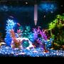 30 gallons freshwater fish tank (mostly fish and non-living decorations) - My first tank, a 30 gallon
