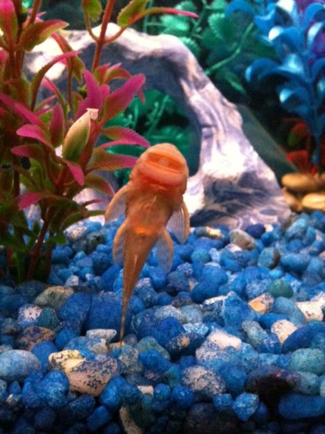 freshwater fish - chaetostoma milesi - rubberlip pleco stocking in 30 gallons tank - My rubber-lipped pleco (about 2 inches, will grow to about 7 inches)