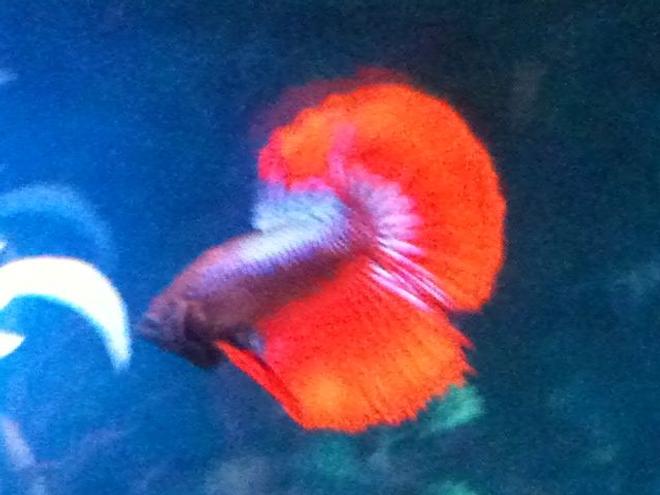 freshwater fish - betta splendens - crown tail betta stocking in 30 gallons tank - Gorgeous betta splenden...love the outer black outline around his fins!