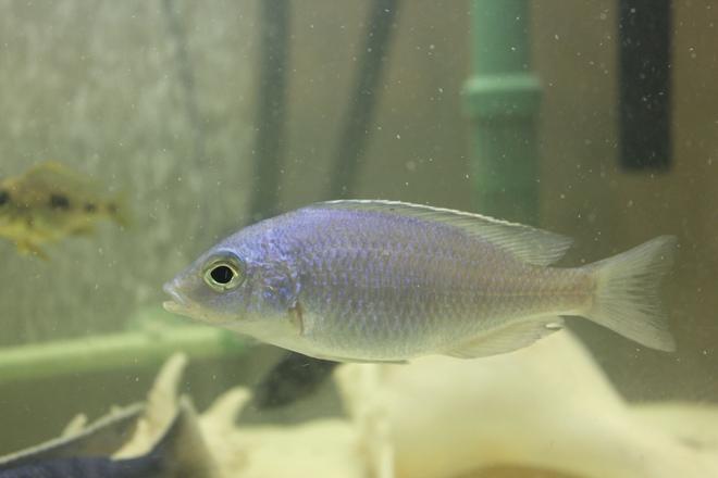 freshwater fish - cyrtocara moorii - blue dolphin cichlid stocking in 55 gallons tank