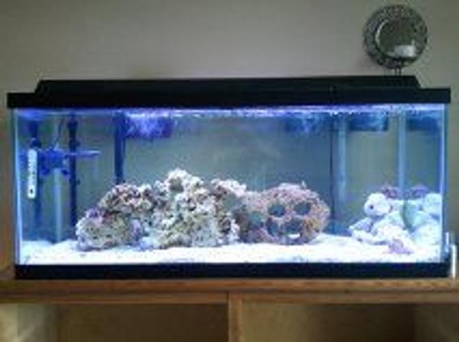 75 gallons saltwater fish tank (mostly fish, little/no live coral) - My First saltwater tank, any suggestions? i have no clue what to do with the fossilized coral in the corner