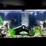 75 gallons freshwater fish tank (mostly fish and non-living decorations) - My new Tank! What do you think? :)