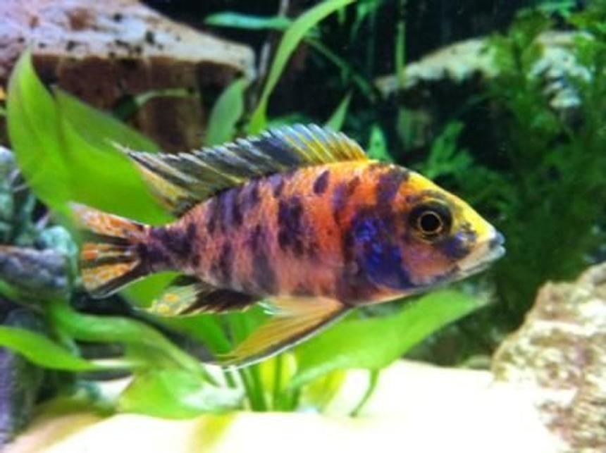 Rated #20: Freshwater Fish - Aulonocara Nyassae Var. - Peacock Cichlid, Orange Blossom Stocking In 55 Gallons Tank - peacock