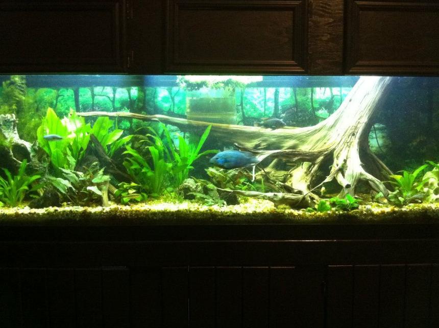 Rated #28: 125 Gallons Planted Tank - 125g Dirt Tank w/cichlids