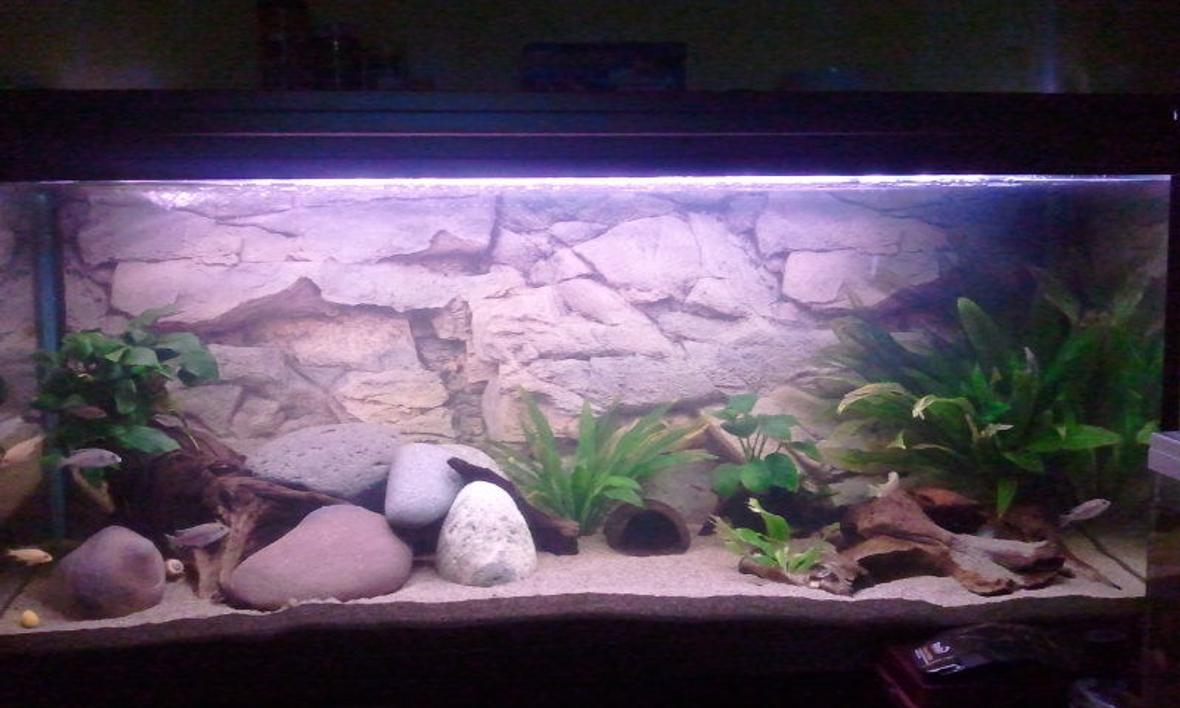 64 gallons planted tank (mostly live plants and fish) - Continental African tank (malawi and a bit of fluvial african)