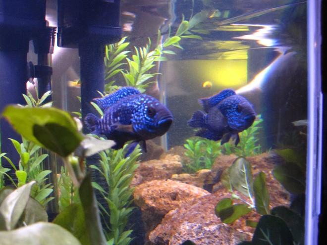 freshwater fish - nandopsis octofasciatum - jack dempsey stocking in 55 gallons tank - Jack Dempsey Cichlid
